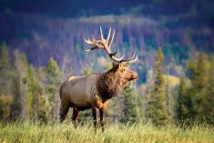 The elk sector began pursuing traceability in 1989 at the request of provinces and wildlife agencies.