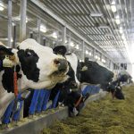 Cows in loose housing on a Grunthal-area dairy farm.