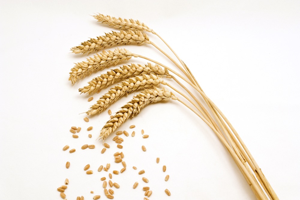 Recent price drops hide wheat’s weather situation