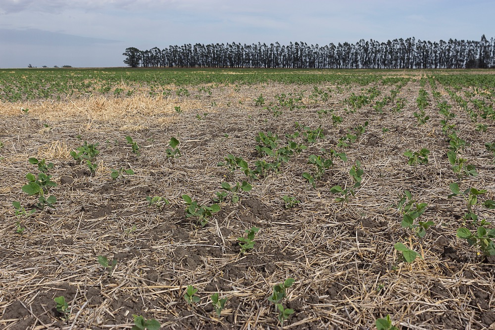 File photo of a soybean field in Argentina. (Federico Weyland/iStock/Getty Images)
