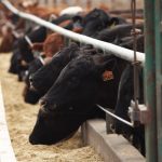 (Photo courtesy Canada Beef Inc.)
