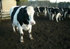 One project a new professor at the U of M’s Department of Animal Science worked on with Lactanet was to gather and examine dairy cattle data to determine which practices promote and which practices restrict milk production.