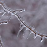 Outages in the wake of Eastern Canada’s early April ice storm led to delays of the CFIA’s digital import declaration system.