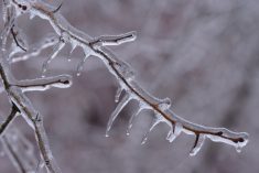 Outages in the wake of Eastern Canada’s early April ice storm led to delays of the CFIA’s digital import declaration system.
