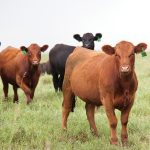 “ It will take years to prove the benefits of carcass data being shared with CBIN.” – Deborah Wilson, TrustBix.