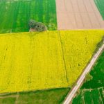 File photo of a rapeseed field in India. (Amlanmathur/iStock/Getty Images)
