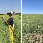 The difference between a dry year and one with timely moisture is dramatic in the brown soil zone. Joseph McKee’s 2020 crop (shown in late July) yielded 65 bushels an acre while the dry conditions last year (photo taken in early July) produced a 20-bushel-an-acre crop on his Lethbridge-area farm.