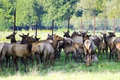 Manitoba’s elk industry has yet to record a CWD case in farmed animals, and the industry wants to keep it that way.