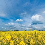 Canola demand equal to winter canola influx
