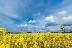 Canola demand equal to winter canola influx