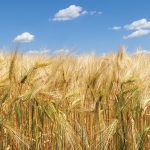 “Looking forward, that means we’re going to face slower demand for Canadian barley when Australian shipments resume. There’s no question in my mind.” – Peter Watts, Canadian Malting Barley Technical Centre.