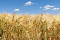 “Looking forward, that means we’re going to face slower demand for Canadian barley when Australian shipments resume. There’s no question in my mind.” – Peter Watts, Canadian Malting Barley Technical Centre.