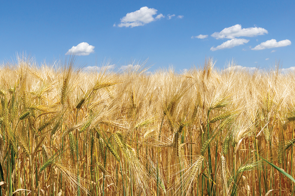 “Looking forward, that means we’re going to face slower demand for Canadian barley when Australian shipments resume. There’s no question in my mind.” – Peter Watts, Canadian Malting Barley Technical Centre.