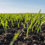 File photo of wheat seedlings. (Volodymyr Shtun/iStock/Getty Images)
