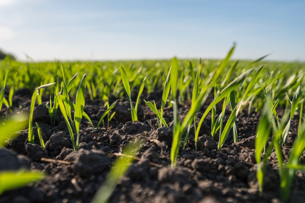 File photo of wheat seedlings. (Volodymyr Shtun/iStock/Getty Images)
