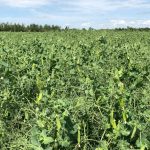 File photo of a pea crop south of Ethelton, Sask. on Aug. 1, 2019. (Dave Bedard photo)