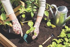 How can I make the most out of my space? What should I plant? What should my fertilizer plan look like? Expert gardeners answer these questions and more.
