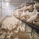 A free-run aviary gives hens the run of the barn.