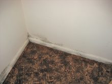 Mould in buildings is a human health hazard, and it must be removed, not just killed, to eliminate the hazard.