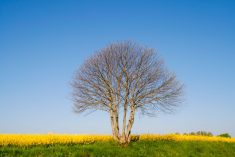 File photo of a canola field in northern France’s Normandy region. (Brasil2/iStock/Getty Images)