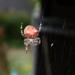 According to a meta-analysis of 58 published studies, spiders suppressed agricultural pest insects in 79 per cent of studies, which resulted in improved crop performance.