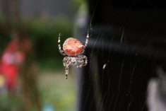 According to a meta-analysis of 58 published studies, spiders suppressed agricultural pest insects in 79 per cent of studies, which resulted in improved crop performance.
