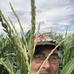 A corn field in Alberta is managed with strip tillage.
