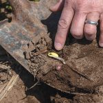 Ceres Solutions agronomist Betsy Bower shows a soybean seedling dug up in a recently planted field at Terre Haute in western Indiana on April 19.