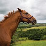 There is growing interest in the use of calming supplements to manage horse anxiety and stress levels. However, these remedies may provide only temporary relief without identifying and addressing the underlying issue.