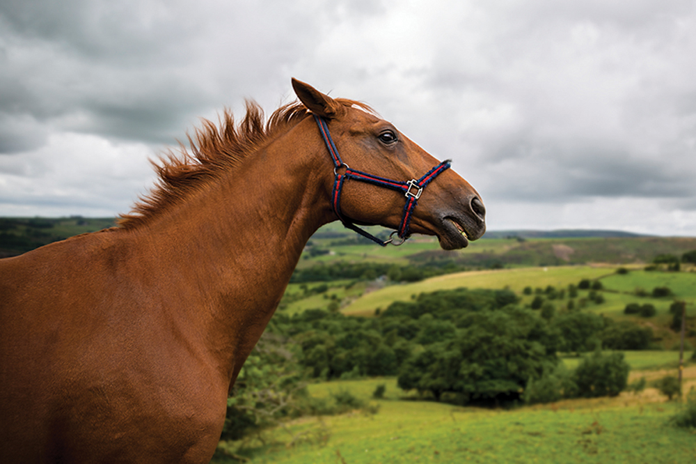 There is growing interest in the use of calming supplements to manage horse anxiety and stress levels. However, these remedies may provide only temporary relief without identifying and addressing the underlying issue.