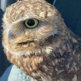 Bindi the burrowing owl is an ambassador for the Manitoba Burrowing Owl Recovery Program.