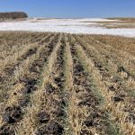 Prairie conditions ripe for a winter cereals wreck