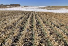 Prairie conditions ripe for a winter cereals wreck