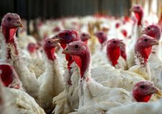 The latest avian flu outbreak has unquestionably been deadly. Across 37 affected countries, more than 50 million birds have been culled.
