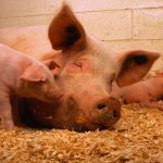 (Keith Weller photo courtesy ARS/USDA)
