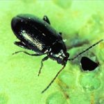 Flea beetle. (Photo courtesy Canola Council of Canada)