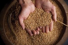 Trade impacts from the CFIA’s gene editing 
decision are vastly different
on either side of the organic conventional
line.