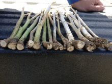 "We have seen that
the crop is more
likely to lodge when the
stem is weakened by
verticillium and, with
these pod-shatterresistant
varieties that
are left to stand longer,
you might have parts
of the crop lying down.”