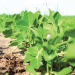 “We should continue breeding local varieties that are adapted to Manitoba and not rely on other entities.” – Daryl Domitruk, Manitoba Pulse and Soybean Growers.