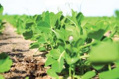 “We should continue breeding local varieties that are adapted to Manitoba and not rely on other entities.” – Daryl Domitruk, Manitoba Pulse and Soybean Growers.