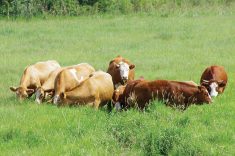 "It is a chance
to showcase
that, as well as
being working
landscapes and
being a critical
part of farms in
Manitoba and on
the Prairies, that
these particular
ecosystems are
incredibly
valuable and we
need to continue
to build attention
around them.”
