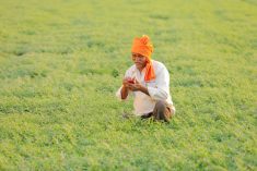 File photo of a chickpea crop in India. (Nikhil Patil/iStock/Getty Images)

