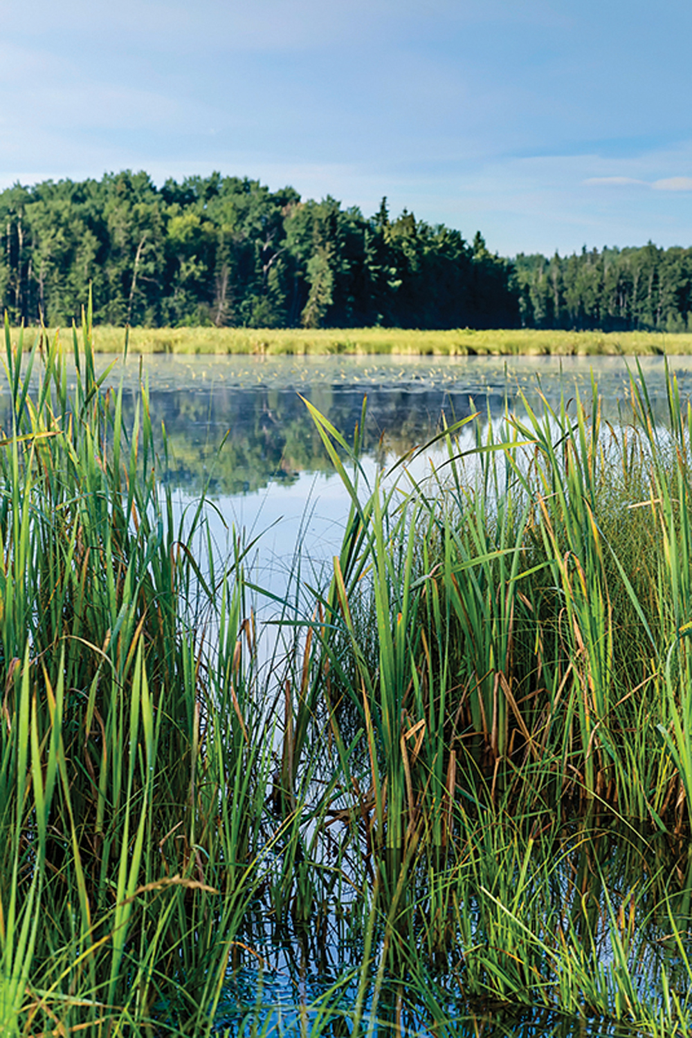 A recent report argues that nature’s
water management tools can be
used to support their usually much
more expensive brick and mortar
counterparts.