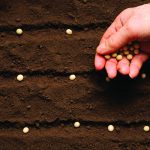 "You want to have a
stand establishment
of between 140,000 and
160,000 plants per acre.
That’s the range where
you’re going to maximize
your yield.”