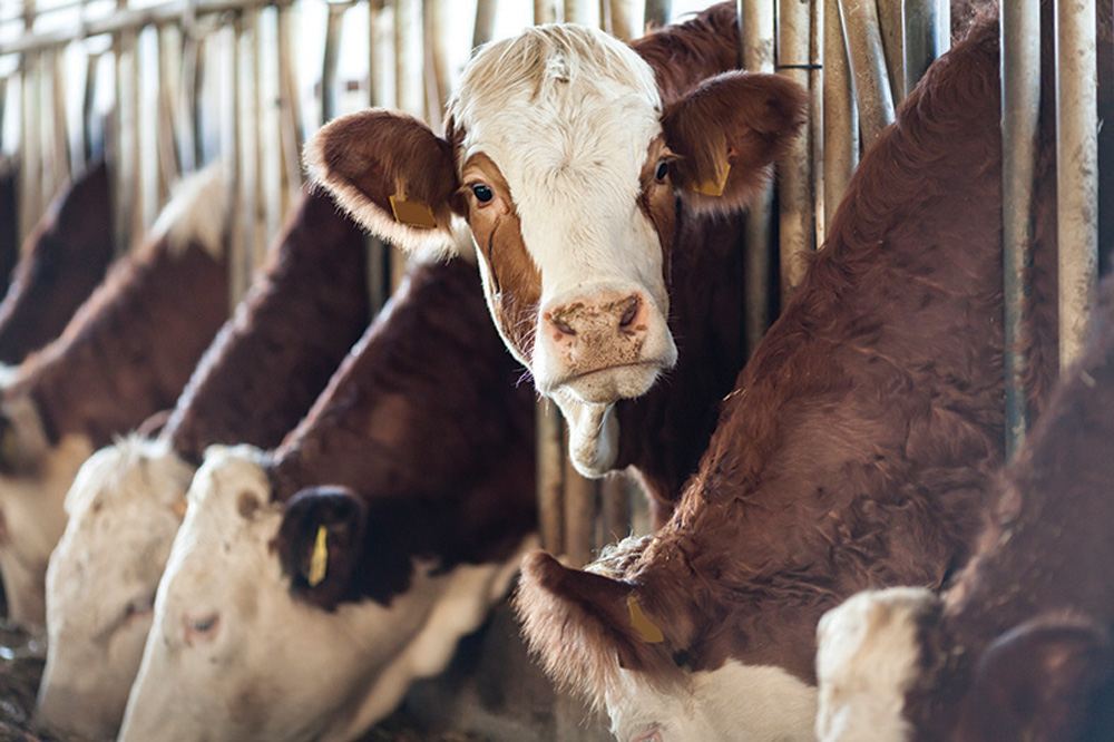 The lessons learned through the BSE outbreak will hopefully safeguard the sector from experiencing anything similar in the future.   photo: 123ducu/iStock/Getty Images