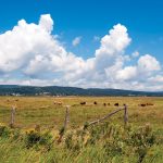 Many Manitoba producers have turned their attention from cattle marketing to spring seeding.