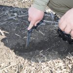 Farmer Serhii demonstrates that moisture is captured below the residue of his no-till fields.