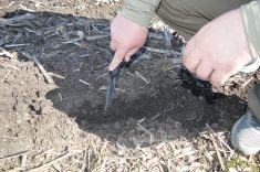 Farmer Serhii demonstrates that moisture is captured below the residue of his no-till fields.