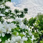 Apple blooms under cloudy skies in Winnipeg on May 24, 2023. (Dave Bedard photo)