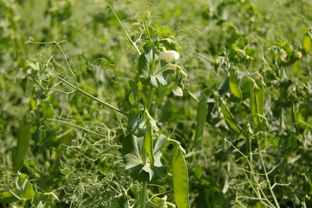 Field peas. (Lisa Guenther photo)
